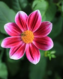 A vivid pink dahlia flower with white accents and a bright yellow center, set against a lush green background.