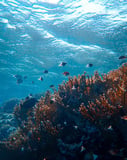 Underwater scene of a coral reef with tropical fish swimming beneath the sunlight, designed for a watch face.