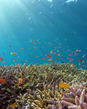 Underwater scene of a coral reef with colorful fish and sun rays streaming through the water, designed for a watch face.