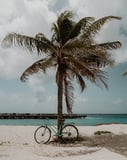 Photograph of a palm tree with a bicycle leaning against it on a sandy beach, with the ocean and a pier in the background, featured on a watch face.