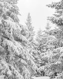 Snow-covered evergreen trees in a peaceful winter landscape, designed as a tranquil watch face