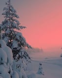 Snow-covered trees and a winter landscape bathed in a pink sunset glow, designed as a serene and dreamy watch face